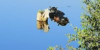 Four Terrapins bathing in sun on back and head of Hippo. Image: Zulch Lotter