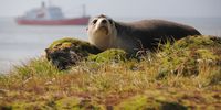 A fur seal framed by the SA Agulhas I, the South African polar research vessel, in March 2011. (Photo: Tiara Walters)