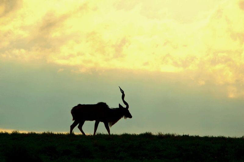 DISEASE DISASTER: Angry neighbours, game sales in jeopardy as Addo’s foot-and-mouth disease crisis deepens