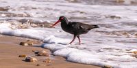 Black Oyster Catcher. Photographer: Derrick Coetzer