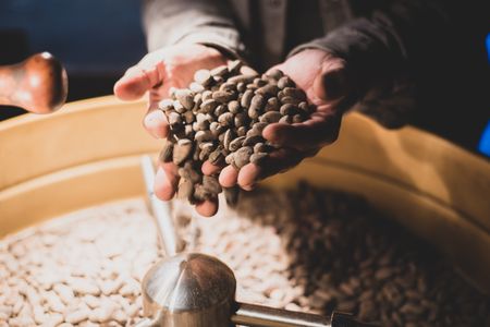 Illicit cocoa farming at root of Côte d’Ivoire’s extensive deforestation