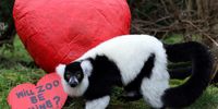 A Black and White Ruffed Lemur inspects a heart shaped balloon in it’s enclosure at Five Sisters Zoo valentine's photo call on February 12, 2025 in West Calder, Scotland. The Five Sisters Zoo outside Edinburgh is home to more than 160 different species from around the world, including rescued animals. For a Valentine's Day photo call, the zoo is offering animals enrichment activities with a Valentine's theme. (Photo by Jeff J Mitchell/Getty Images)