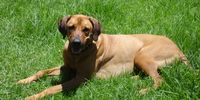 Rusty the Ridgeback. Photographer: John Koning