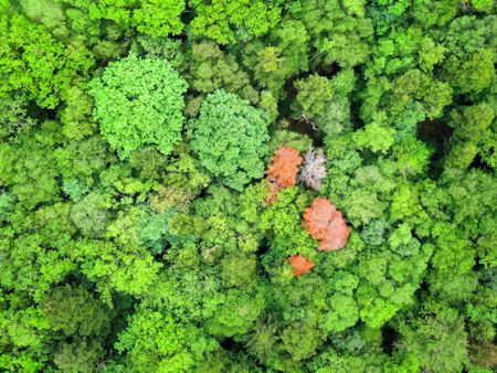 SA risks being left behind by the global green economic growth drive