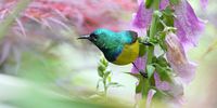 Collared Sunbird in amongst the blooms. Photographer: Dave Rimmer