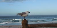 The Seagull. Photographer: Niel Nathoo