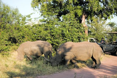 Tracking rhinos, one step at a time