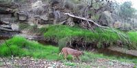 In the Overberg, a caracal follows a wildlife corridor along a river