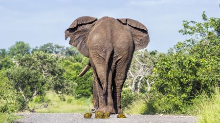 Innovation in elephant dung analysis offers endless benefits for conservation