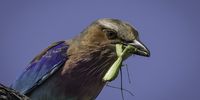 Lilac-breasted Roller snacking on a Praying Mantis.