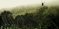 Spider Web. Photographer: Barry Payne