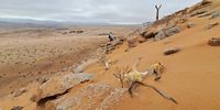A recent head-count of the giant quiver tree population at Cornell’s Kop on the edge of the Richtersveld National Park shows that its numbers are declining rapidly. Of the 35 seedlings that were counted herein 2013, 25 have died, amounting to a 71 percent mortality rate in the past decade. Nearly a third of the adults have died in the last quarter-century, but nearly half of those deaths happened in the past four years. What’s new is the eddies of dune sand washing up against rocks and in deep leeward drifts. (Photo: Leonie Joubert)
