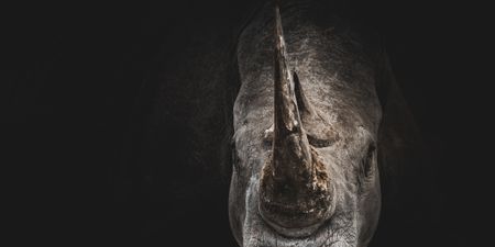 Megafauna stalemate calls for fresh thinking as CITES conference ends