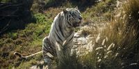 Albino Tiger at the National Zoological Gardens of South Africa.  The National Zoological Gardens of South Africa is an 85-hectare zoo located in Pretoria, South Africa. It is the national zoo of South Africa, and was founded by J. W. B. Gunning in 1899.(Photo by Gallo Images / Alet Pretorius)