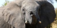 Elephant strat MAIN
