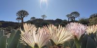 Sunset behind quiver trees and namaqualand flower. Photographer: Mike Wingfield 
