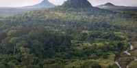 The Gorongosa rainforest. (Photo: Piotr Naskrecki)
