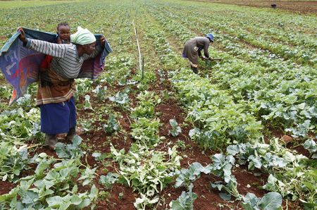 Analysis: Land reform's locomotive ploughs head-on into reality's immovable wall