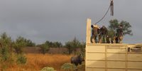 The capture team holds a capture crate door open for a calf to join its mother in the secure temporary boma which was constructed on the Sabi Sand Nature Reserve specifically for the rewilding project. (Photo: Kim Lesters)