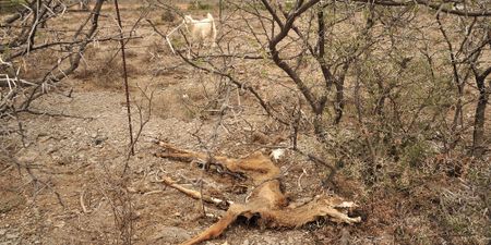 Parched province faces losses of over R6bn