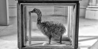 Roll up, Roll up! See the four-legged ostrich chick in the Calvinia Museum. Image: Chris Marais<br>