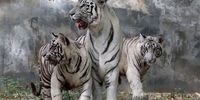 White tiger cubs 'Vyom' and 'Avni' along with their mother 'Sita' pictured inside an enclosure after they were released for public viewing at National Zoological Park in New Delhi, India, 20 April 2023. The two cubs were born in August 2022 and are the result of the first successful breeding of white tigers in seven years at the National Zoological Park.  EPA-EFE/RAJAT GUPTA