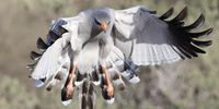 Pale Chanting Goshawk on the attack. Photographer:  Michel Rouessart