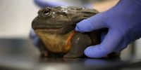  'Trevor' the African bullfrog is weighed during a preview for the new 'Heart of Africa' habitat at Chester Zoo in Chester, Britain, 31 March 2025. The Chester Zoo unveiled a new 22.5 acre African themed habitat to home 57 African species, to open to the public on 05 April 2025.  EPA-EFE/ADAM VAUGHAN