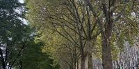 Trees line the road to the South African embassy in Paris. (Photo: Rebecca Davis)