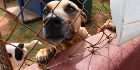 Holiday misery — a season when some deck the halls and ditch the pets