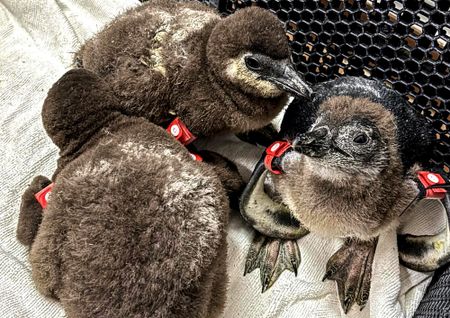 Chirpy and thriving: 46 rescued African penguin chicks recovering well after island floods