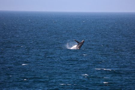 Whale superhighways along the West Coast — a conservation success story