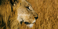 Lions of the Pilansberg.