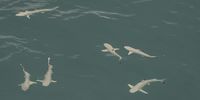 Blacktip reef sharks, Palau, Micronesia. (Photo: Peter & Beverly Pickford Wildlife Photography)