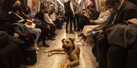 ISTANBUL, TURKEY - OCTOBER 21: Boji, an Istanbul street dog rides a subway train on October 21, 2021 in Istanbul, Turkey. Boji, is a regular Istanbul commuter, using the cities public transport systems to get around, some times traveling up to 30 kilometers a day using subway trains, ferries, buses and Istanbuls historic trams. Since noticing the dogs movements the Istanbul Municipality officials began tracking his commutes via a microchip and a phone app. Most day's he will pass through at least 29 metro stations and take at least two ferry rides. He has learnt how and where to get on and off the trains and ferries. As people began to notice him as a regular on their daily travel routes and since the tracking app begun Boji's travels have made him an internet sensation. (Photo by Chris McGrath/Getty Images)