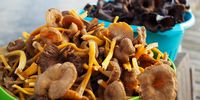 Funnel chanterelles and black trumpets. (Photo: Kromdahl on Pixabay)<br>