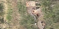 Cheetahs. Image: Jonathan Miles