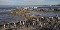 Silent crisis — starving penguins, dying sardines and a government gambling with species extinction