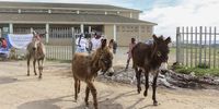 Officials chase donkeys from the Ward 5 voting station in Extension 9, Makhanda in the Eastern Cape on 1 November 2021. (Photo: Sue Maclennan)