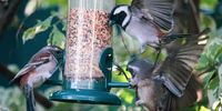 RUSH HOUR AT MC’ BIRD CAN GET INTENSE … GARDEN WARS. Photographer: Lollo V. W.