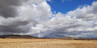 Wheat harvest time in the Western Cape.