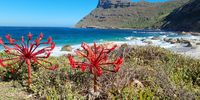 Haemanthus at Smitswinkel bay.