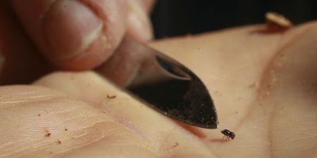 Bugs, borers and heatwaves: Life and mental health in a hotter Joburg