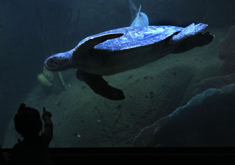 SeaWorld to pay $4 mn fine for downplaying 'Blackfish' damage