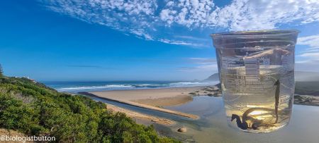 Seahorses live in the sea, right? That’s true, for all but one species – which needs SA's help to survive