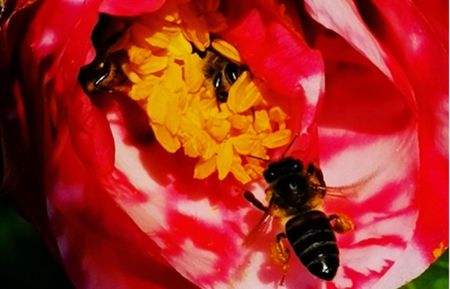 To bee or not to bee: South African beekeepers face tough odds