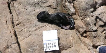 Malnourished and dead seals continue to wash up on South Africa's coastal beaches