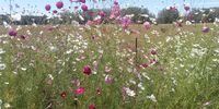 Cosmos in the Eastern Free State </p>
<p>CREDIT: Johan Colyn