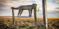 Wildlife photographer of the year 2026 winners