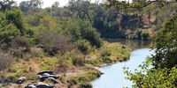 Hippos basking in warm winter sunshine, Kruger National Park.